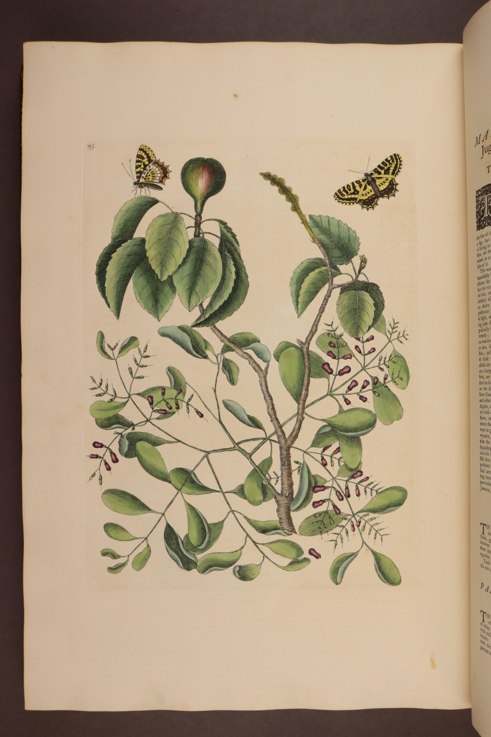 Plate  95